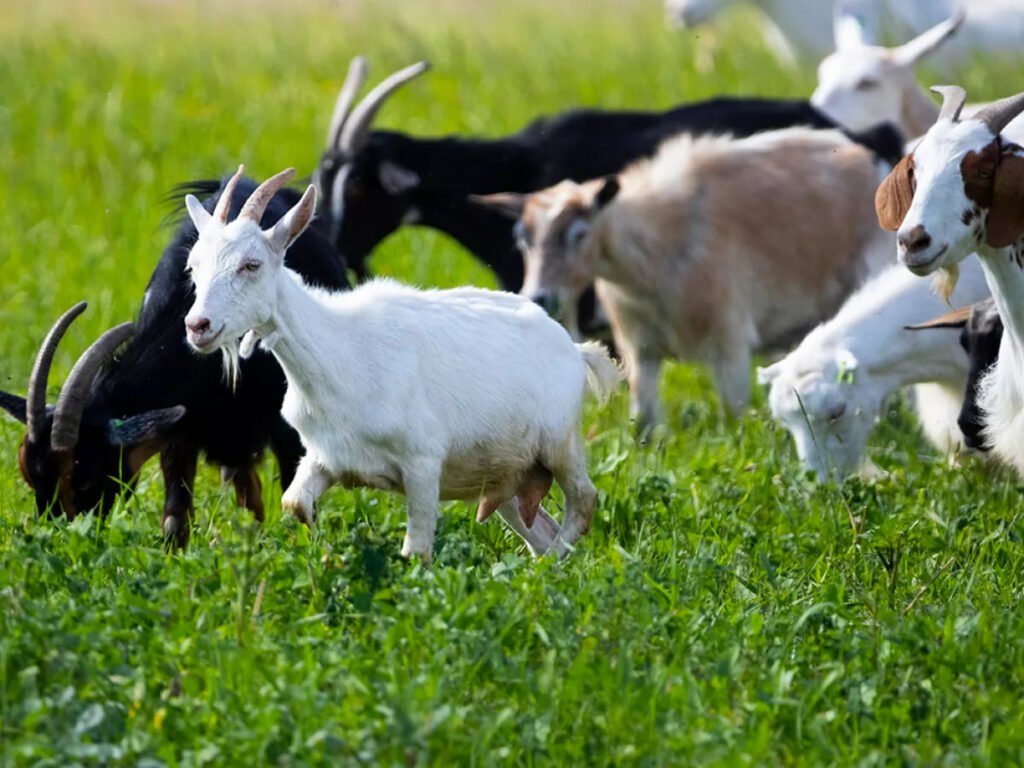 1707701177 715 بزها می‌توانند شاد یا عصبی‌بودن انسان‌ را از طریق صدای