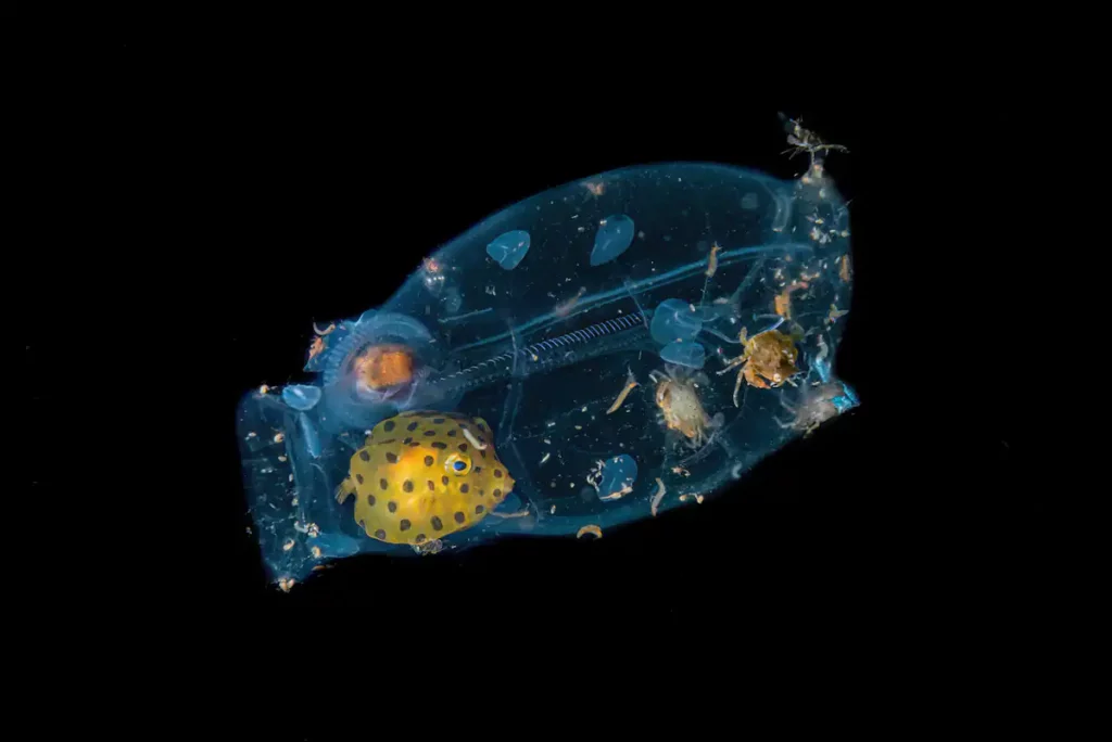 تصاویر برتر مسابقه جهانی عکاسی سونی 2024 اشکار شدند_آیندگان 29 1713022733 574 تصاویر برتر مسابقه جهانی عکاسی سونی 2024 اشکار شدند آیندگان.webp