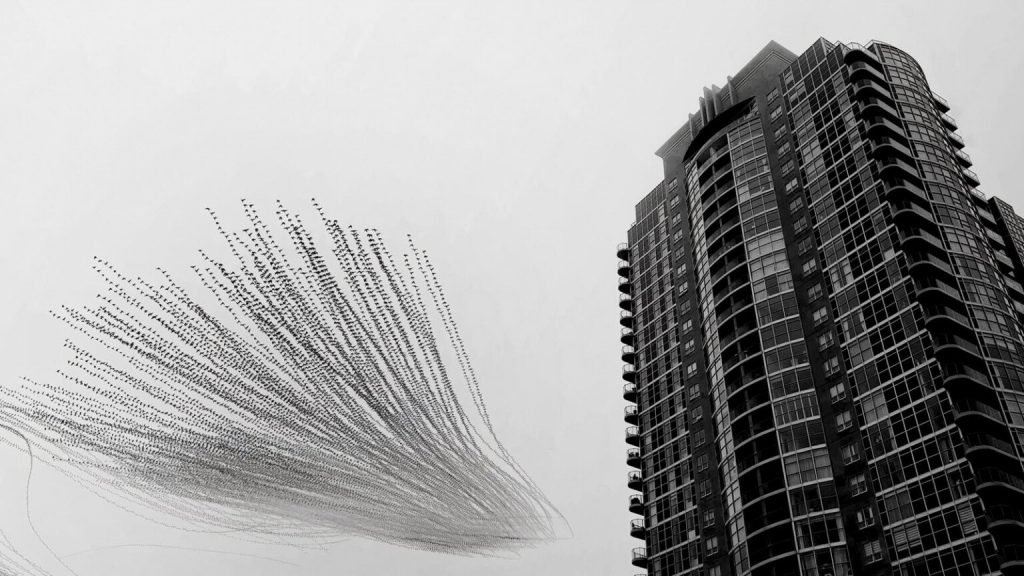 برندگان جایزه عکاسی Nature inFocus سال ۲۰۲۵ اشکار شدند_آیندگان 104 1763776364 438 برندگان جایزه عکاسی Nature inFocus سال ۲۰۲۵ اشکار شدند آیندگان