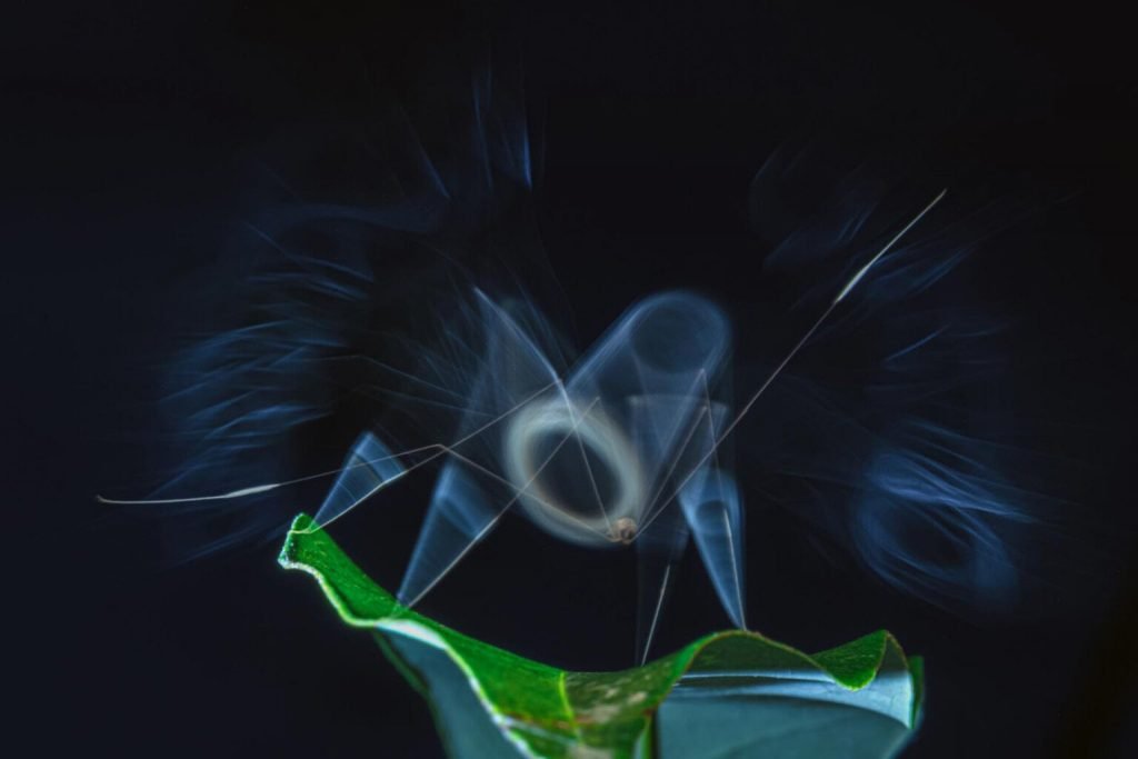 برندگان جایزه عکاسی Nature inFocus سال ۲۰۲۵ اشکار شدند_آیندگان 102 1763776364 798 برندگان جایزه عکاسی Nature inFocus سال ۲۰۲۵ اشکار شدند آیندگان