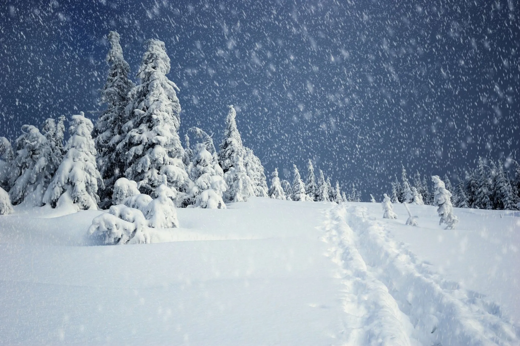 تعبیر خواب باریدن برف؛ نشانه ثروت یا غم و اندوه؟_آیندگان 14 بارش برف در جنگل