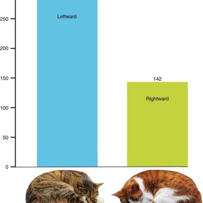 راز و دلیل خوابیدن گربه‌ها روی پهلوی چپ توسط دانشمندان برملا شد