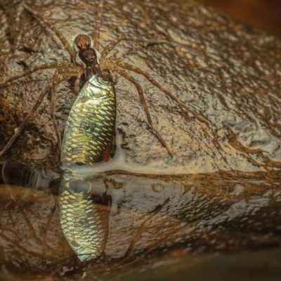 برندگان جایزه عکاسی Nature inFocus سال ۲۰۲۵ مشخص شدند