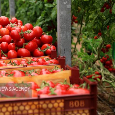گوجه‌فرنگی پخته شده می‌تواند خطر سرطان پروستات را کاهش دهد