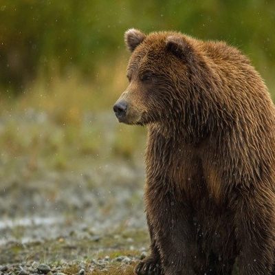 خرس قهوه‌ای در طبیعت کوهستان شاهوار