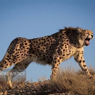 یوزپلنگ تلما همراه دو توله در پارک ملی توران
