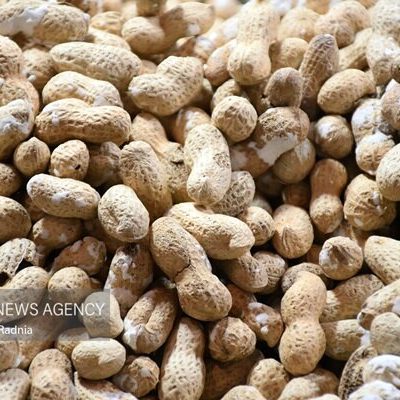 مصرف روزانه با دام زمینی پاسخ مغز به انسولین را به بود می بخشد
