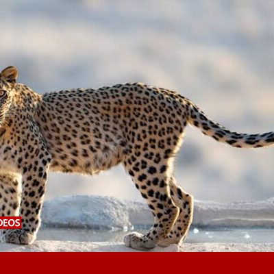دو عکاس زن پلنگ ایرانی را در پارک ملی بمو ثبت کردند