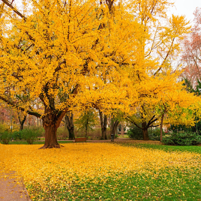 شرایط نگهداری درخت ژینکو برای داشتن باغی زیبا