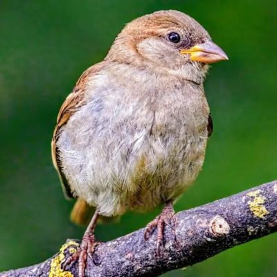 انسان‌ها و حیوانات با افزایش سن، از دایره اجتماعی خود فاصله می‌گیرند