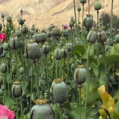 لزوم بازگشت ایران به کشت قانونی خشخاش برای تأمین مواد اولیه دارویی